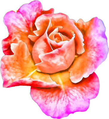 

flower blooming poster Photographic Paper(13 inch X 12 inch, Rolled)