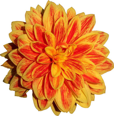 

yellow dahlia photo poster Photographic Paper(12 inch X 12 inch, Rolled)