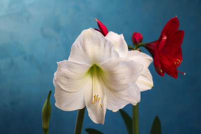 

White- red amaryllis on blue base Photographic Paper(18 inch X 12 inch, Rolled)