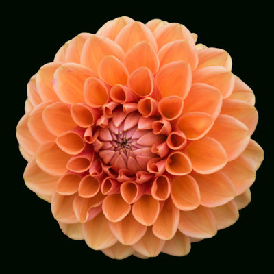 

dahlia flower in black poster Photographic Paper(12 inch X 12 inch, Rolled)