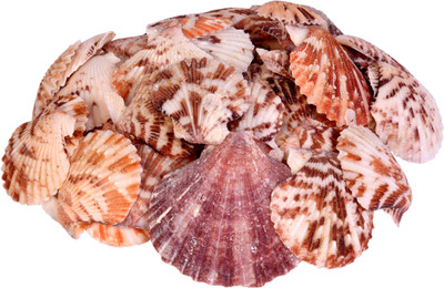 

Vardhman Sea Shells sippy shaded ,500 Gm Pack ,Used In Aquariums ,Art & Crafts ,Decorations, Table Decoration , Approx, 150 pcs, size 4.5 x 4 cms Decorative Shankh(Brown)