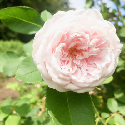 

Rainbow Spring Seeds Rose Seed(50 per packet)