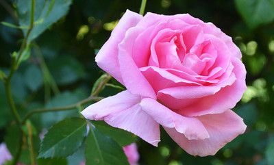 

Rainbow Spring Seeds Rose Seed(50 per packet)