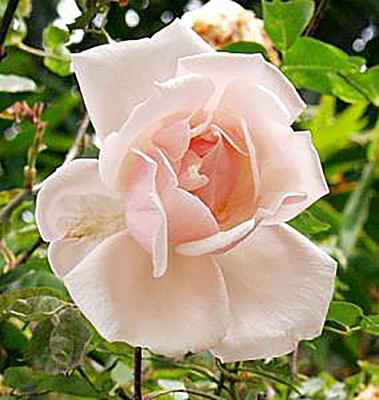

Rainbow Spring Seeds Rose Seed(50 per packet)