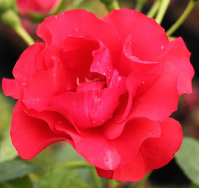 

Rainbow Spring Seeds Rose Seed(50 per packet)