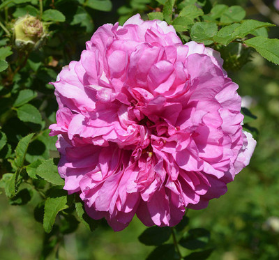 

Rainbow Spring Seeds Rose Seed(50 per packet)