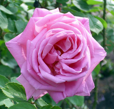 

Rainbow Spring Seeds Rose Seed(50 per packet)