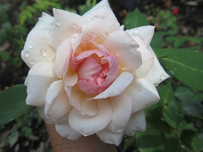

Rainbow Spring Seeds Rose Seed(50 per packet)