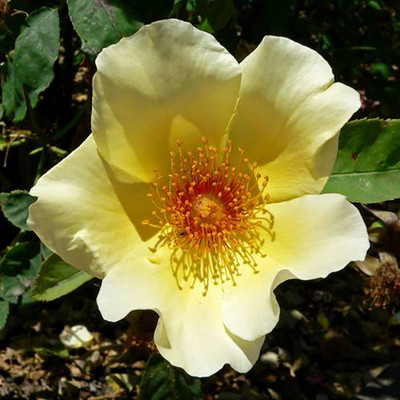

Rainbow Spring Seeds Rose Seed(50 per packet)