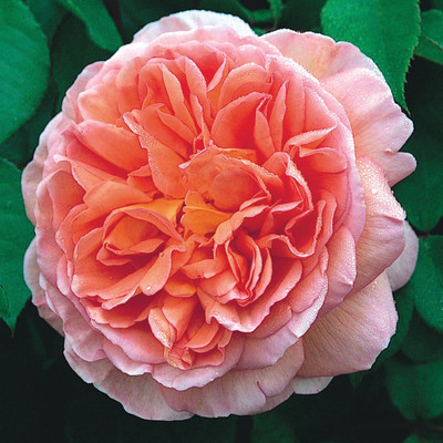 

Rainbow Spring Seeds Rose Seed(50 per packet)