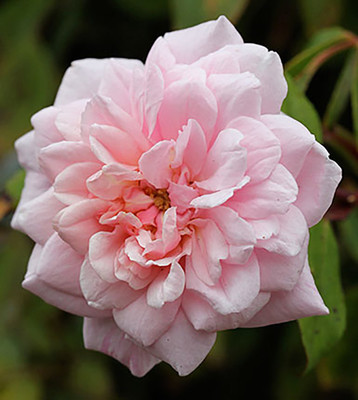 

Rainbow Spring Seeds Rose Seed(50 per packet)
