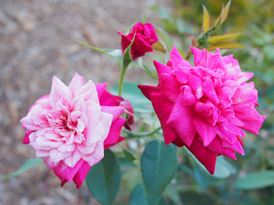 

Rainbow Spring Seeds Rose Seed(50 per packet)