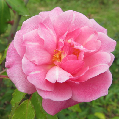 

Rainbow Spring Seeds Rose Seed(50 per packet)