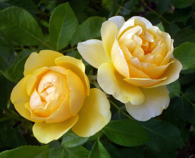 

Rainbow Spring Seeds Rose Seed(50 per packet)
