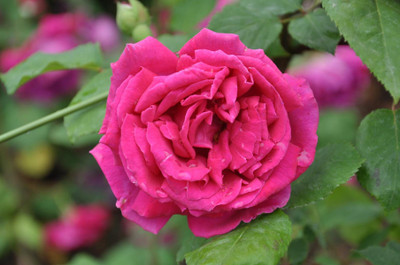 

Rainbow Spring Seeds Rose Seed(50 per packet)