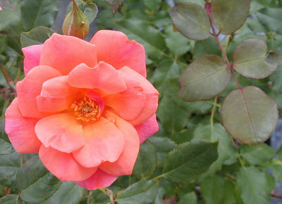 

Rainbow Spring Seeds Rose Seed(50 per packet)