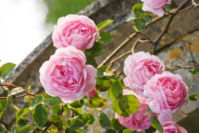

Rainbow Spring Seeds Rose Seed(50 per packet)