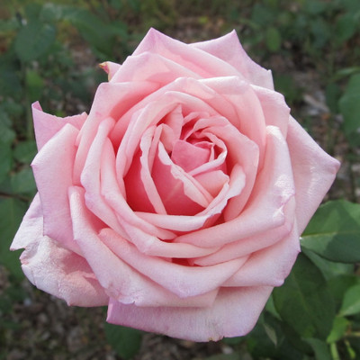 

Rainbow Spring Seeds Rose Seed(50 per packet)