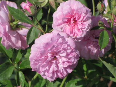 

Rainbow Spring Seeds Rose Seed(50 per packet)