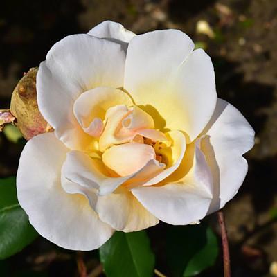 

Rainbow Spring Seeds Rose Seed(50 per packet)