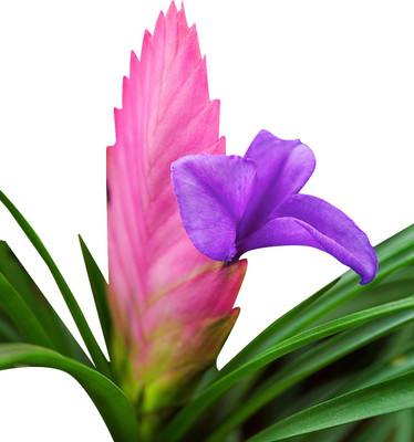 

Futaba cyanea Seed(10 per packet)