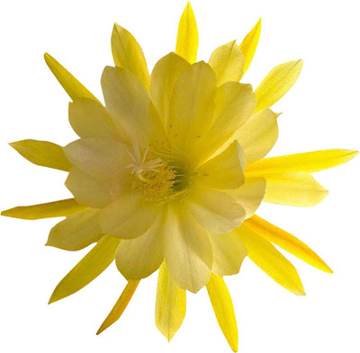 

Futaba Cactus Seed(100 per packet)