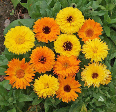 

syed garden calendula mix seed Seed(50 per packet)