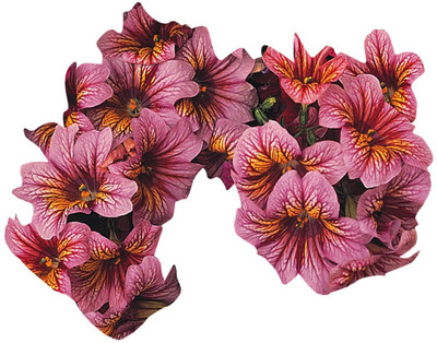 Futaba Salpiglossis Seed(30 per packet)