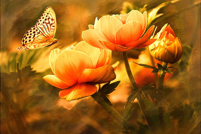

beautyful butterfly on flowers Photographic Paper(16 inch X 24 inch, Rolled)