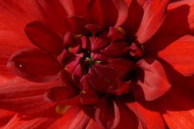 

red dahlia flower poster Photographic Paper(16 inch X 24 inch, Rolled)