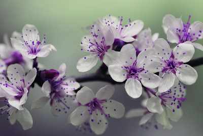 

beautyfull white flower bunch photo Photographic Paper(12 inch X 18 inch, Rolled)