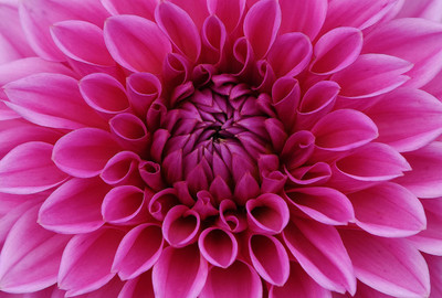 

pink dahlia flower poster Photographic Paper(12 inch X 18 inch, Rolled)