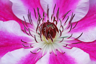 

bloom clematis flower click Photographic Paper(16 inch X 24 inch, Rolled)