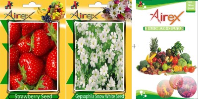 Airex Strawberry, Gypsophila Snow White Seed(20 per packet)