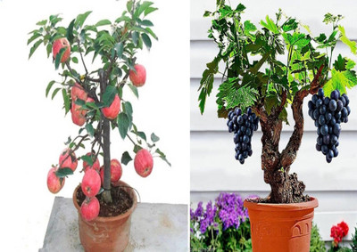 ROSEMERC apple,grapes Seed(20 per packet)
