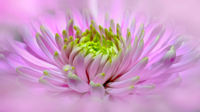 

dahlia close pano poster Photographic Paper(14 inch X 24 inch, Rolled)