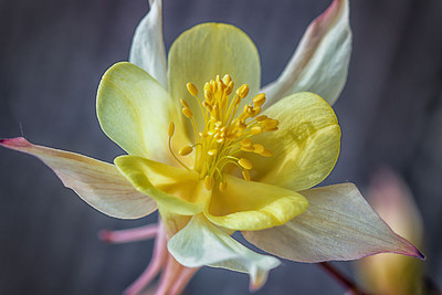 

beautyful columbine flower poster Photographic Paper(16 inch X 24 inch, Rolled)