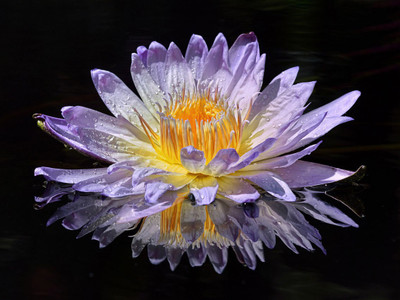 

water drop on purple bloom flower Photographic Paper(12 inch X 16 inch, Rolled)