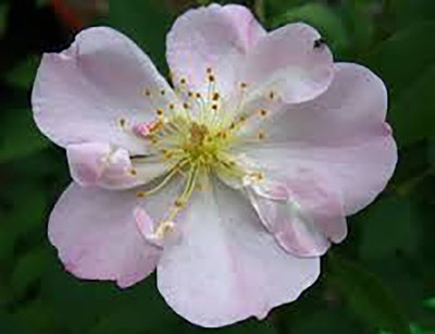 Rainbow Spring Seeds Rose Seed(50 per packet)