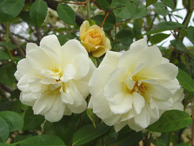 

Rainbow Spring Seeds Rose Seed(50 per packet)