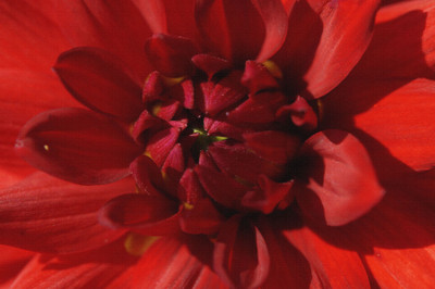 

red dahlia flower on canvas Canvas Art(18 inch X 27 inch, Rolled)