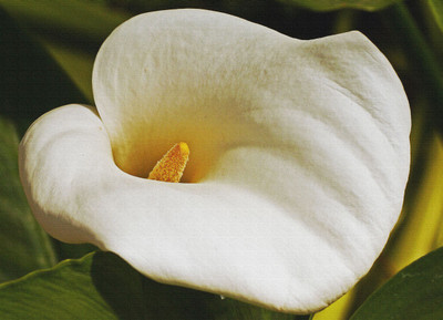 

beautyfull white calla canvas poster Canvas Art(18 inch X 24 inch, Rolled)