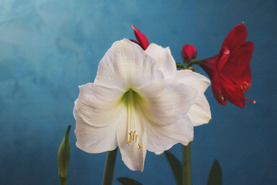 

White- red amaryllis on canvas Canvas Art(18 inch X 27 inch, Rolled)
