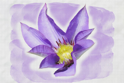 

blue clematis flower on canvas Canvas Art(18 inch X 27 inch, Rolled)