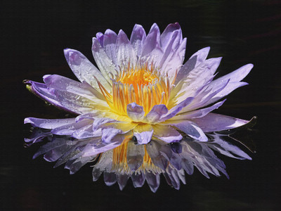 

water drop on purple bloom flower canvas poster Canvas Art(16 inch X 24 inch, Rolled)