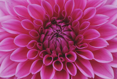 

pink dahlia flower on canvas Canvas Art(18 inch X 27 inch, Rolled)