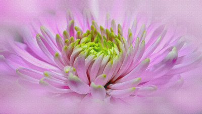 

dahlia close pano canvas poster Canvas Art(14 inch X 24 inch, Rolled)