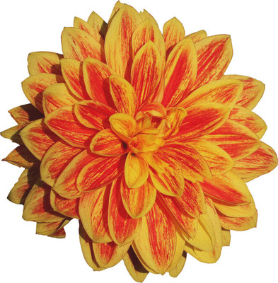 

yellow dahlia flower canvas art Canvas Art(24 inch X 24 inch, Rolled)