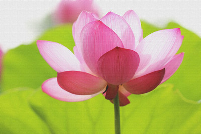 

pink pexels blooming canvas art Canvas Art(18 inch X 27 inch, Rolled)