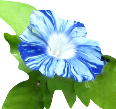 

Futaba Morning Glory Seed(50 per packet)